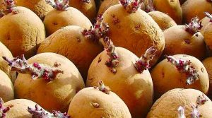 टुसा उम्रिएको आलु खानु अघि बुझ्नुहोस् : विषालु बन्छ
