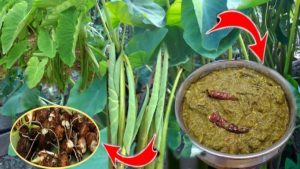 हरियो तरकारी मध्ये सबैभन्दा बढी फाइदाजनक हुन्छ कर्कलोको पात ! जानीराखौं