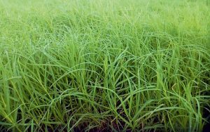 बाहिरी घाउदेखि भित्री रोगसम्म निको पार्ने अचुक औषधि दुबो ! यस्तो छ प्रयोग गर्ने तरिका